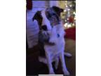 Adopt Winter a Merle Australian Shepherd / Mixed dog in Jacksonville