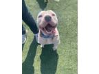 Adopt Pibble a White American Pit Bull Terrier / Mixed dog in Oklahoma City