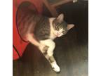 Adopt Tarzan a Gray, Blue or Silver Tabby Domestic Shorthair (short coat) cat in