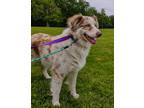 Adopt Taylor a Merle Anatolian Shepherd / Mixed dog in Frederick, MD (38149351)