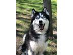 Adopt Niko a Siberian Husky / Mixed dog in Orillia, ON (38149595)