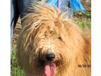 Adopt Fluffy a White - with Tan, Yellow or Fawn Aussiedoodle / Mixed dog in