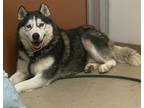 Adopt Shasta a Black - with White Husky / Mixed Breed (Large) / Mixed dog in Los