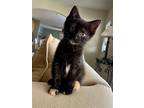 Adopt Sprinkle (foster kitten) a Domestic Shorthair / Mixed (short coat) cat in