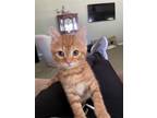 Adopt Smidgen (Foster kitten) a Orange or Red Tabby Domestic Shorthair / Mixed