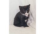 Bandit (becca Kitten #6), Domestic Shorthair For Adoption In Westfield