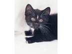 Bruno (becca Kitten #4), Domestic Shorthair For Adoption In Westfield, Wisconsin