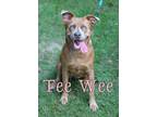 Adopt Tee Wee a Brown/Chocolate Labrador Retriever / Mixed dog in Crestview