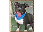 Adopt DUKE a Black - with White American Pit Bull Terrier / Mixed dog in