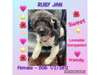 Adopt Ruby Jan a Poodle