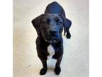 Adopt Daisy May a Black Labrador Retriever