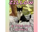 Adopt Zillow a Domestic Short Hair