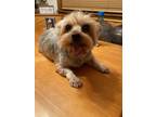 Adopt Peaches-*adoption pending * a Yorkshire Terrier