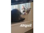 Adopt Abigail a Domestic Short Hair