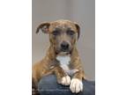 Adopt Filly a American Staffordshire Terrier