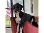 Adopt Sidney a Aussiedoodle