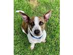 Adopt Maddie a Jack Russell Terrier