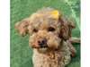 Adopt Melly a Miniature Poodle