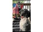 Adopt Bailey a Aussiedoodle
