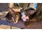 Adopt Marionberry and Huckleberry a Tabby, Domestic Short Hair
