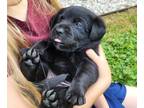 Labrador Retriever PUPPY FOR SALE ADN-609536 - AKC Labrador Puppies