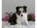 Shetland Sheepdog PUPPY FOR SALE ADN-609750 - ACA Shetland Sheepdog For Sale