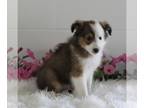 Shetland Sheepdog PUPPY FOR SALE ADN-609751 - ACA Shetland Sheepdog For Sale