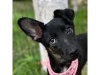 Adopt Piper a Manchester Terrier, Italian Greyhound