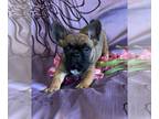 French Bulldog PUPPY FOR SALE ADN-609649 - Emma