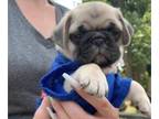 Pug PUPPY FOR SALE ADN-609832 - Adorable PUG puppies for Sale