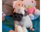 Pug PUPPY FOR SALE ADN-609833 - Adorable PUG puppies for Sale