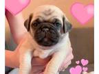 Pug PUPPY FOR SALE ADN-609835 - Adorable PUG puppies for Sale