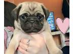 Pug PUPPY FOR SALE ADN-609837 - Adorable PUG puppies for Sale