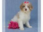 Aussiedoodle Miniature PUPPY FOR SALE ADN-609314 - Gracie