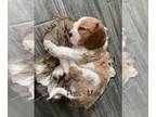 Cavalier King Charles Spaniel PUPPY FOR SALE ADN-609280 - Cavalier King Charles