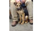 Adopt Harmony a German Shepherd Dog, Labrador Retriever