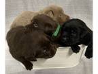 Labrador Retriever PUPPY FOR SALE ADN-609398 - Lab Country Pups