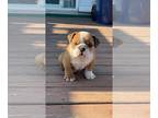 Bulldog PUPPY FOR SALE ADN-609501 - Male English Bulldog Puppy for Sale