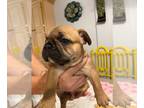 French Bulldog PUPPY FOR SALE ADN-609407 - Masked Tan Fawn French Bulldog Puppy