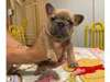 French Bulldog PUPPY FOR SALE 