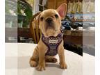 French Bulldog PUPPY FOR SALE ADN-609434 - Ginger Fawn French Bulldog Puppy