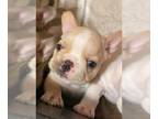 French Bulldog PUPPY FOR SALE ADN-609636 - Piebald Cream Lilly French Bulldog
