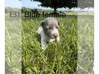 Rat Terrier PUPPY FOR SALE ADN-609729 - Seven Rat Terrier Puppies