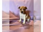 Rat Terrier PUPPY FOR SALE ADN-609730 - Seven Rat Terrier Puppies