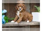 Cavapoo PUPPY FOR SALE ADN-609629 - Adorable Cavapoo Puppies Available Now