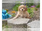 Cavapoo PUPPY FOR SALE ADN-609630 - Adorable Cavapoo Puppies Available Now
