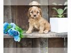 Cavapoo PUPPY FOR SALE ADN-609632 - Adorable Cavapoo Puppies Available Now