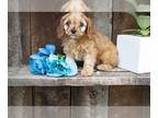 Cavapoo PUPPY FOR SALE ADN-609633 - Adorable Cavapoo Puppies Available Now