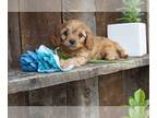 Cavapoo PUPPY FOR SALE ADN-609634 - Adorable Cavapoo Puppies Available Now