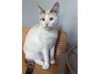Adopt Baby Ghost a Domestic Short Hair